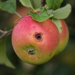 Wormhole in an Apple -relates to Corruption: Grease or Sand in the Economic Engine? Drain & Hinder Growth or needed Evil