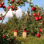 Apples, Orchard, Apple trees image.