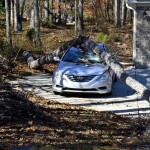 Car, Accident, Fallen tree image.