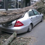Fallen tree, Automobile, Storm image