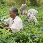 Tea plantation, women working