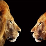 Two Male Lions face to face - relates to State govt employees Salary Vs Central govt employees Salary, Who Earns More?
