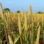 Closeup of a Pearl millet farm - this image is to explains India's "International Year of Millets" (IYM) in 2023