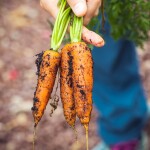 Farmer holding organic carrots - relates to Organic Farming Make You Money? Profitable, Math Behind Organic Farming