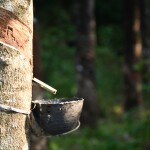 Closeup of a Rubber plant in a plantation - image tries to explain the Bitter Story of Kerala's Rubber Growers/Tappers