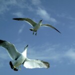 Seagulls flying in the sky - relates to get an Interest-Free Education Loan for Higher Education? Here's How to Get One!