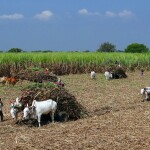 Sugarcane field harvest & loaded ox-cart - image tries to explain Sugarcane farming income per acre & Profitability